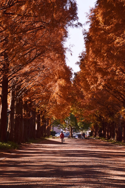平塚市「秋まっさかり」